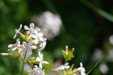 Evergreen Candy Tuft ya da Iberis sempervirens olarak da bilinir..