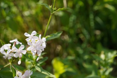 Evergreen Candy Tuft ya da Iberis sempervirens olarak da bilinir..