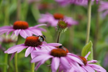 Mavi gökyüzü ve beyaz bulutlu güzel çimen tarlaları.