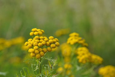 Tansy ya da Tanasetum vulgare de Altın düğmeler olarak bilinir.