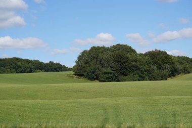 Mavi gökyüzü ve beyaz bulutlu güzel çimen tarlaları.