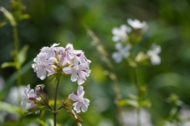 Evergreen Candy Tuft ya da Iberis sempervirens olarak da bilinir..