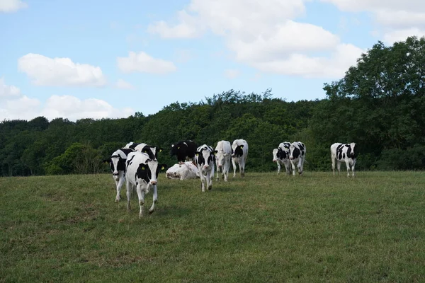 日中の緑の牧草地で牛の放牧 — ストック写真
