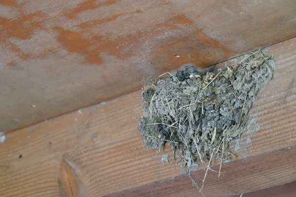 stock image Bird nest under ceiling, close up view 