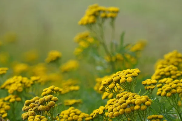 Common Tansy Tanacetum Vulgare Also Know Golden Buttons Cow Bitter — Stock Photo, Image