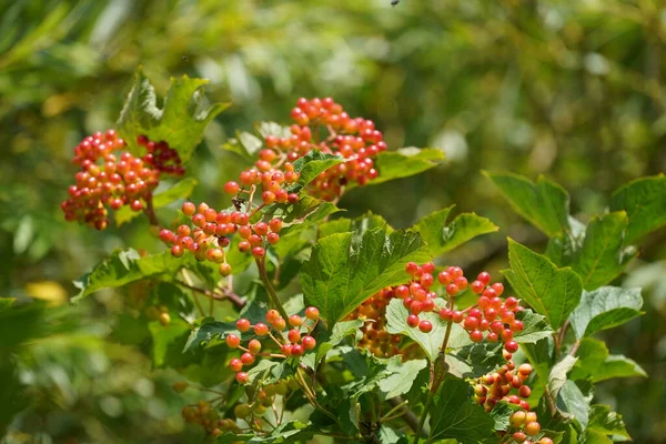 Rote Johannisbeeren Oder Ribes Rubrum — Stockfoto