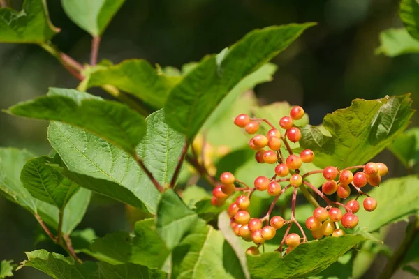 Owoce Porzeczki Czerwonej Lub Rumu Ribes — Zdjęcie stockowe
