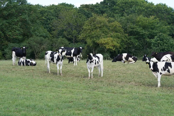 日中の緑の牧草地で牛の放牧 — ストック写真