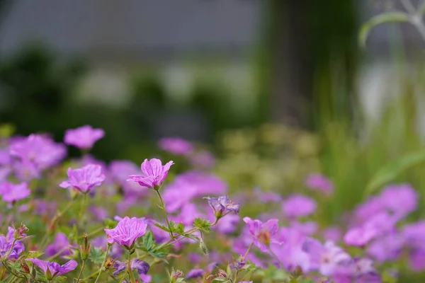紫色の花やエキナセア純尿素 — ストック写真