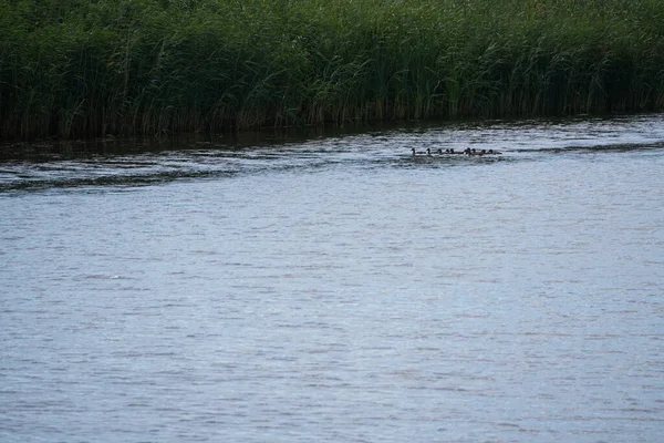 鸭子在河里游泳 — 图库照片