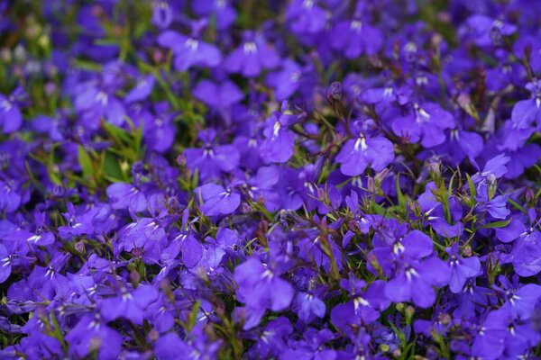 Краевая лобелия или Lobelia erinus