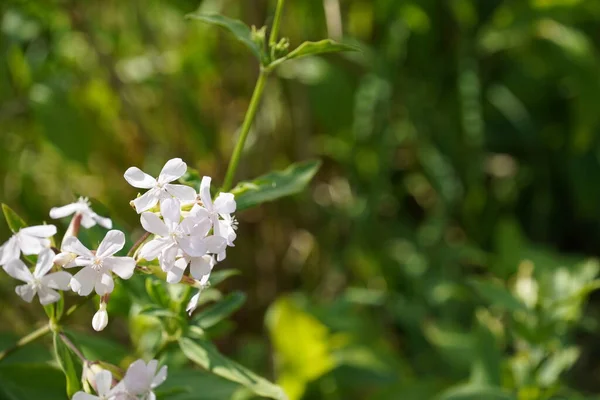 stock image Evergreen candytuft or Iberis sempervirens also known as Perennial candytuft.