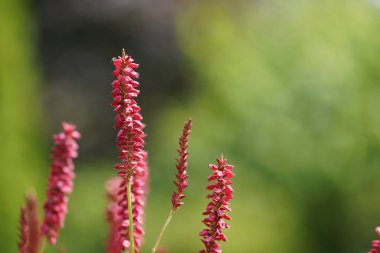 Redshank veya Persicaria maculosa Leydi 'nin baş parmağı olarak da bilinir, Jesusplant.