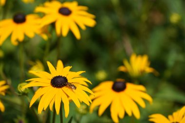 Turuncu koni çiçekleri veya Rudbeckia fulgida Prairie olarak da bilinir, Siyah gözlü Susan