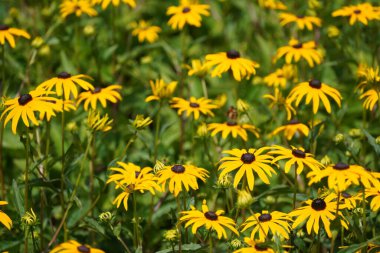 Turuncu koni çiçekleri veya Rudbeckia fulgida Prairie olarak da bilinir, Siyah gözlü Susan