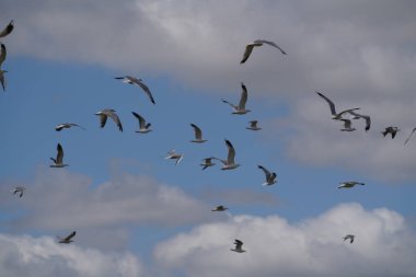 Mavi gökyüzünde uçan kuş sürüsü 