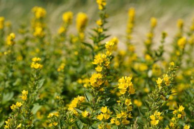 Büyük sarı gevşeklik, Lysimachia punctata olarak da bilinir, daire şeklinde çiçekler. 