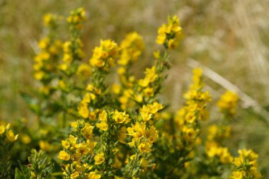 Büyük sarı gevşeklik, Lysimachia punctata olarak da bilinir, daire şeklinde çiçekler. 