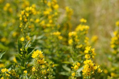 Büyük sarı gevşeklik, Lysimachia punctata olarak da bilinir, daire şeklinde çiçekler. 