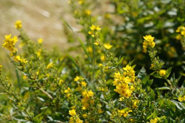 Büyük sarı gevşeklik, Lysimachia punctata olarak da bilinir, daire şeklinde çiçekler. 