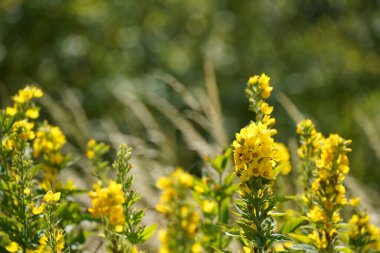 Büyük sarı gevşeklik, Lysimachia punctata olarak da bilinir, daire şeklinde çiçekler. 