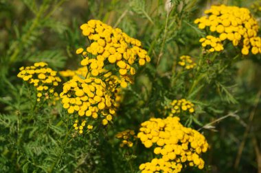 Tansy ya da Tanasetum vulgare de Altın düğmeler olarak bilinir.