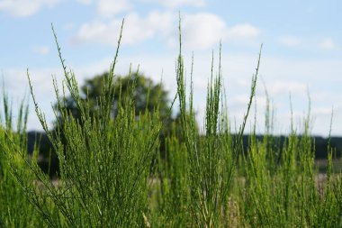 Viski süpürgesi veya Cytisus scoparius.