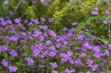 Mor koni çiçekleri veya Echinacea purpurea