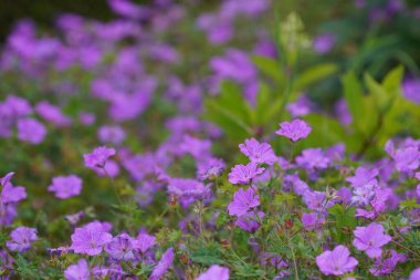Mor koni çiçekleri veya Echinacea purpurea