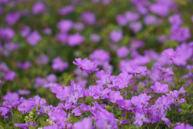 Mor koni çiçekleri veya Echinacea purpurea