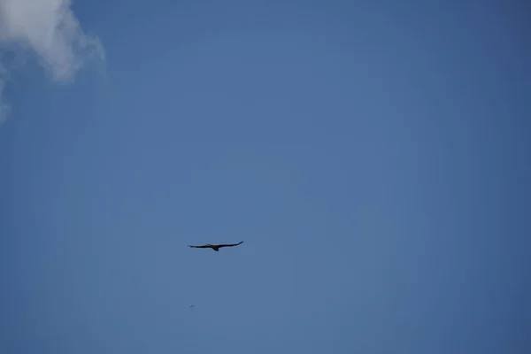 Flock of birds flying in blue sky