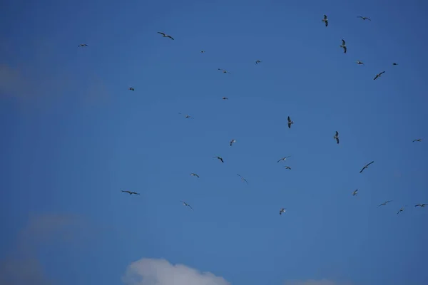 Σμήνος Πτηνών Που Πετούν Στον Γαλάζιο Ουρανό — Φωτογραφία Αρχείου