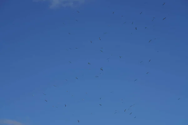 Stormo Uccelli Che Volano Nel Cielo Blu — Foto Stock