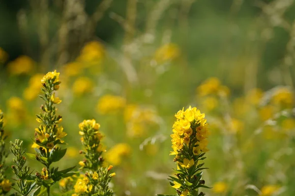 Grande Loosestrife Amarelo Também Conhecido Como Lysimachia Punctata Flores Círculo — Fotografia de Stock