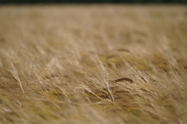 Zlaté Pšeničné Pole Pod Zataženou Oblohou Dne — Stock fotografie