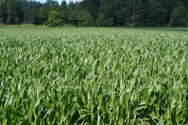 Pola Kukurydzy Lub Kukurydzy Cukrowej Zea Mays Convar — Zdjęcie stockowe