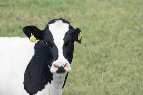 Vaca Pastando Prado Verde Durante Día —  Fotos de Stock