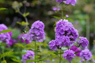 Phlox amplifolia veya largeleaf Phloxes