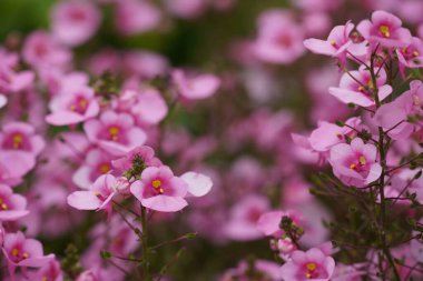 Gelinin eyeri ya da Twinspur olarak da bilinen Diascia rigescens