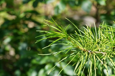 Japon kırmızı sedir veya Cryptomeria japonica 