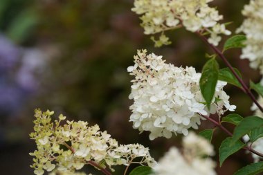 Beyaz Panikli ortanca veya Peegee
