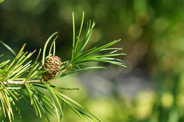 Japon kırmızı sedir veya Cryptomeria japonica 