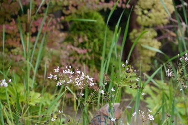 İlkbaharda çayırda yetişen güzel çiçekler.