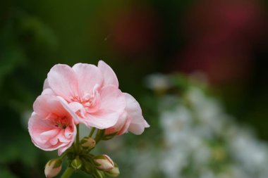 Zonal sardunya veya Pelargonium hororum olarak da bilinir..
