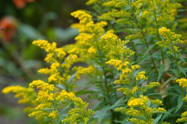 Solidago canadensis, halk arasında Kanada Goldenrod olarak bilinir. 
