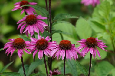 Purple coneflowers or Echinacea purpurea clipart