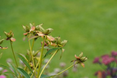 Güzel botanik fotoğrafı, doğal duvar kağıdı.