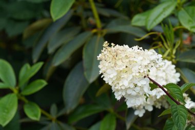 Beyaz Panikli ortanca veya Peegee