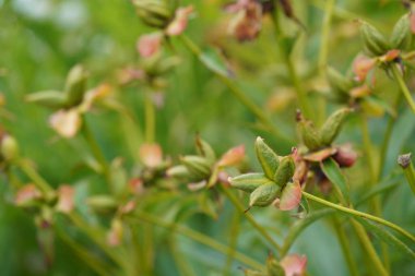Güzel botanik fotoğrafı, doğal duvar kağıdı.