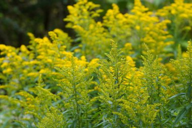 Solidago canadensis, halk arasında Kanada Goldenrod olarak bilinir. 